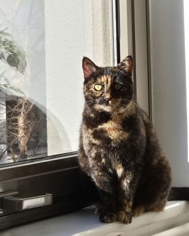 Köfte: siyah ve turuncu benekli bir kedi, güneş alan bir pencere pervazında oturuyor