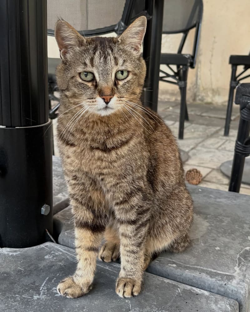 Mia: kahverengi tekir bir kedi, kafe terasında şemsiye ayağının yanında oturmuş kameraya bakıyor